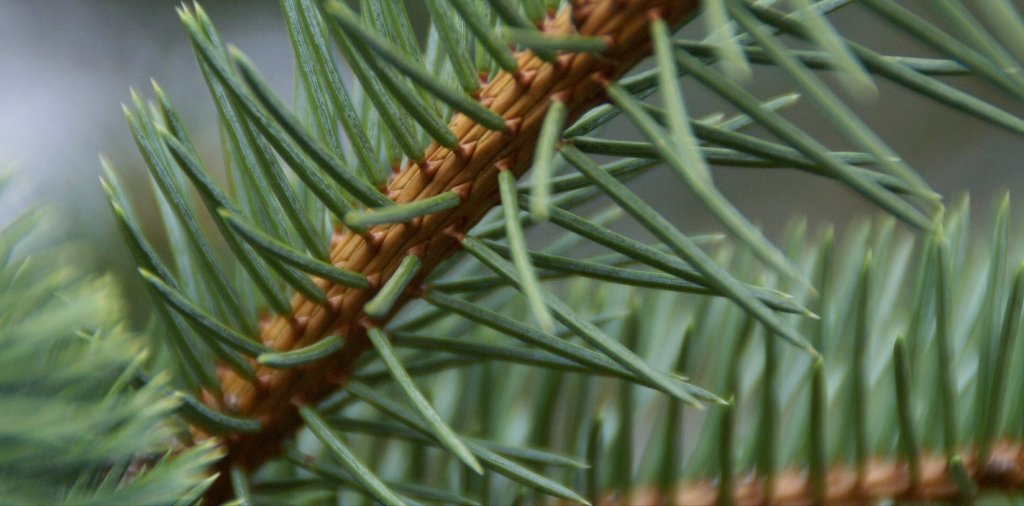 How to Protect Gutters from Pine Needles