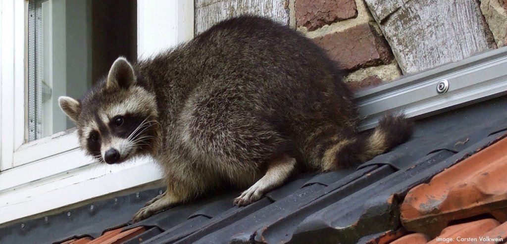 How to Keep Rodents Out of Gutters