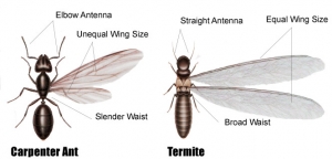 carpenter ant or termite