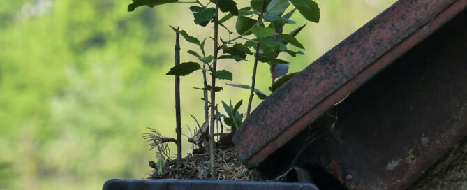 plant growing in gutter Richmond BC